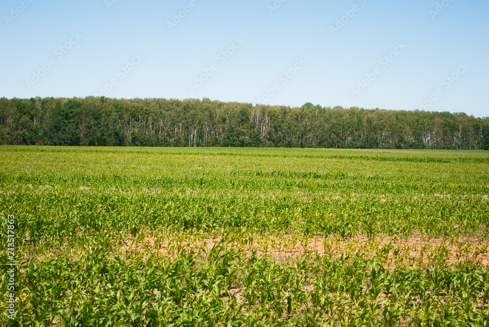 Landscape view of a young corn field.