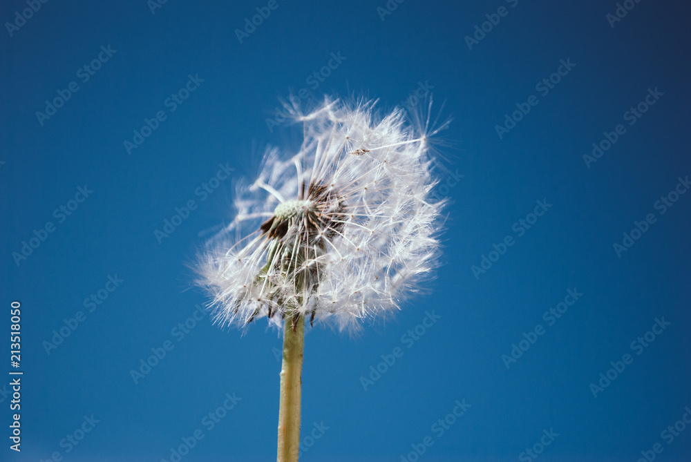 Closeup of dandelion on natural blue background