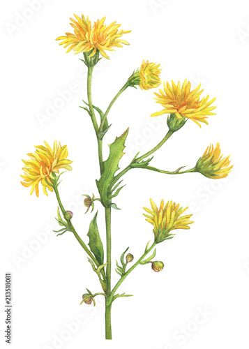 Obraz na plátně Branch with yellow flowers of wild plant Sonchus arvensis (also known as field milk thistle, sow-thistle, dindle, gutweed)