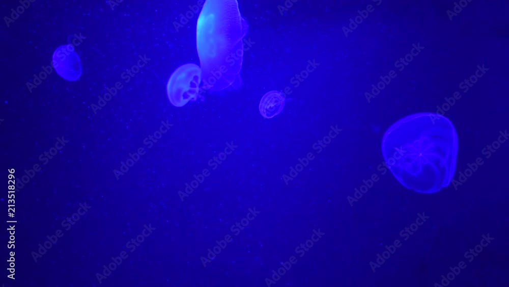 jellyfish swimming in a mystical underwater world jellyfish swimming in a mystical underwater world