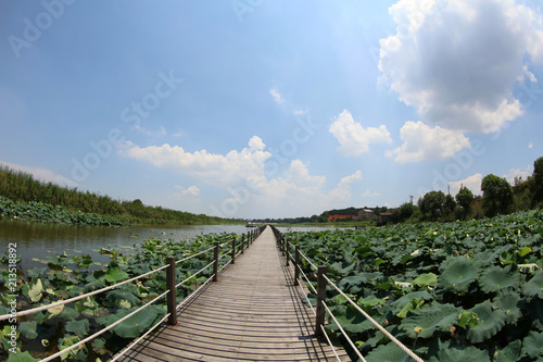  Chinese lotus pond