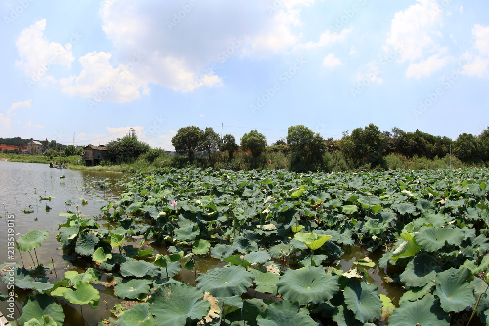  Chinese lotus pond