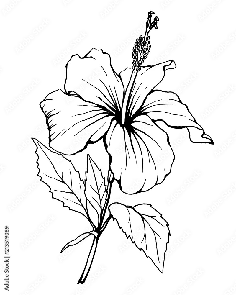 Hibiscus Flower Also Known As Rose Of Althea Or Sharon Rose Mallow Black And White Outline Illustration Hand Drawn Work Isolated On White Background Stock イラスト Adobe Stock
