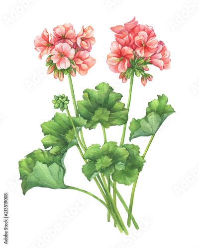 Branch with pale pink flower of garden plant Zonal pelargonium (also known as geranium, storksbill, cranesbill). Watercolor hand drawn painting illustration isolated on a white background. photo