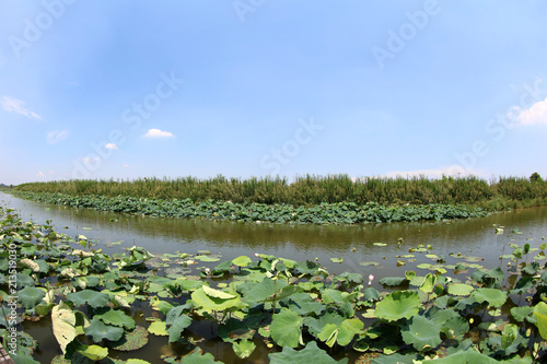  Chinese lotus pond © 一平 龚