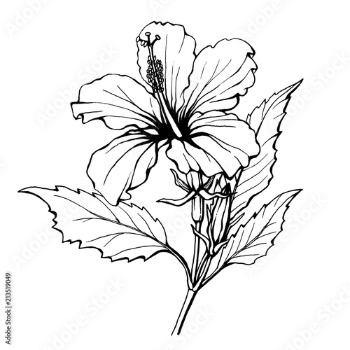 Hibiscus flower (also known as rose of Althea or Sharon, rose mallow) Black and white outline illustration hand drawn work isolated on white background. photo