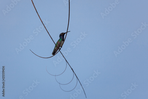 White necked Jacobin Hummingbird photo