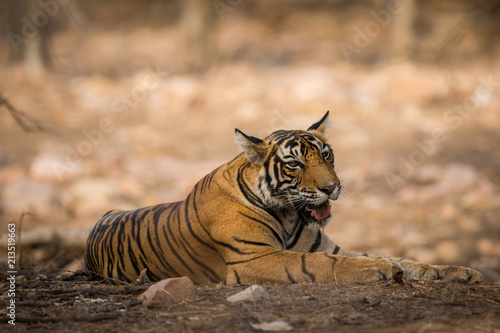A lazy tiger cub resting under tree at Ranthambore National Park