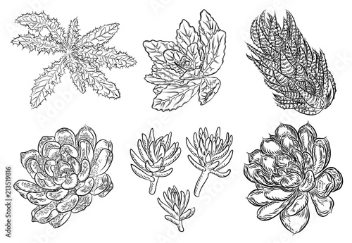 Set of house indoor plant. Set of hand drawn different cactuses in sketchy doodle style. Vector.