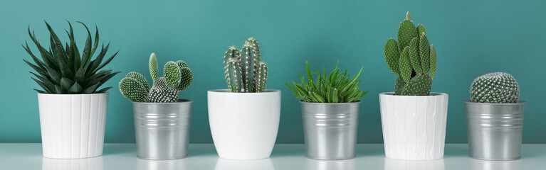 Gordijnen Cactus Cactusplanten op plank turquoise muur  © andreaobzerova