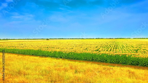 Field of sunflowers with blue sky