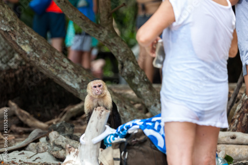 Canvas Print Angry White Face Monkey