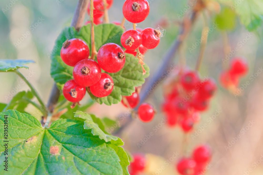 Red currant grows on a Bush in summer in Sunny weather Red currant grows on a Bush in summer in Sunny weather