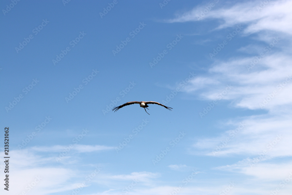 Birds of prey are particularly easy to distinguish from each other in flight. Aerial images show important features and distinctions
Birds of prey are particularly easy to distinguish from each other in flight. Aerial images show important features and distinctions