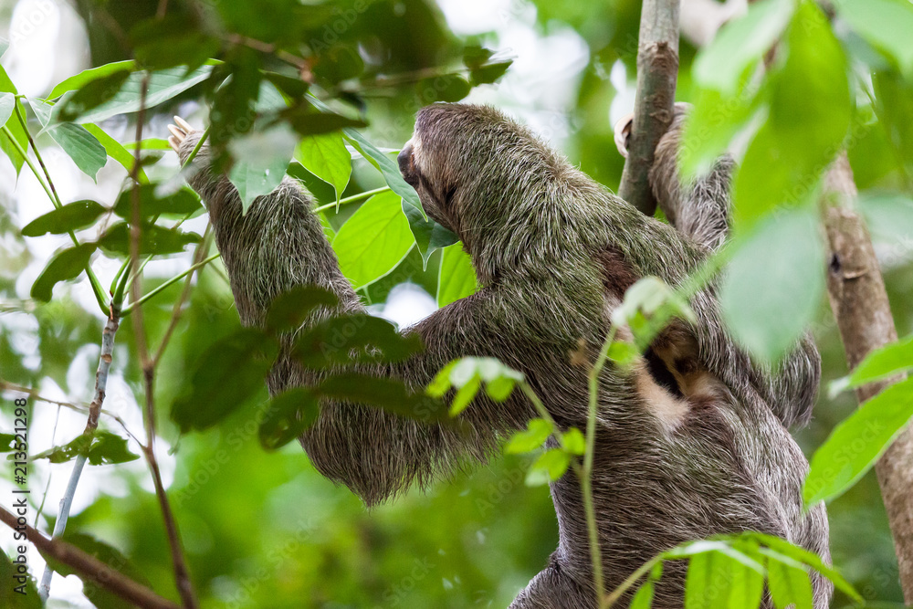 Fototapeta premium Three toed sloth in Costa Rica