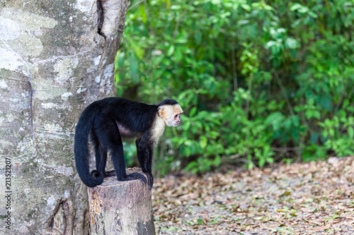 white faced or capuchin monkey photo