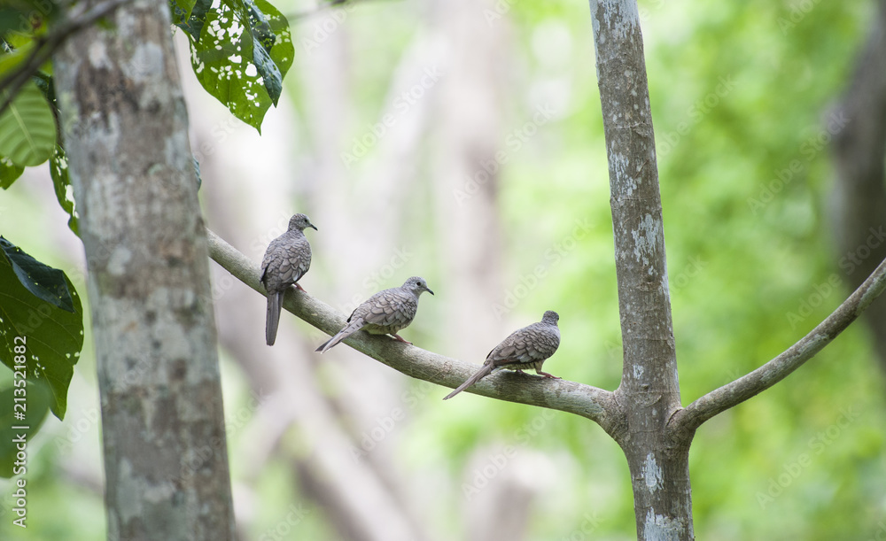 Three Common Ground Doves Sit in Tree