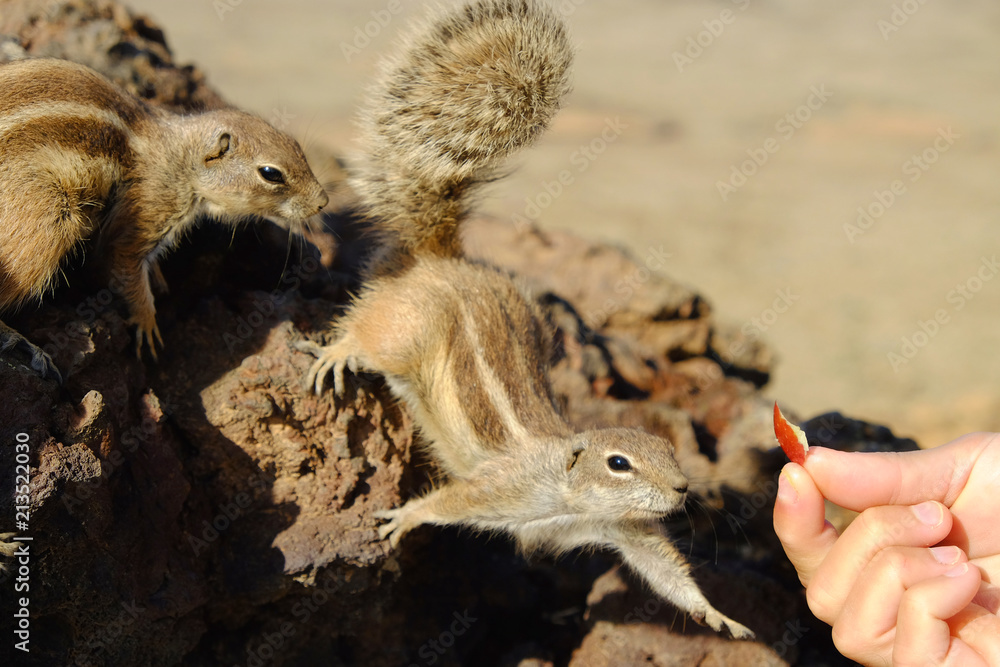 Obraz premium African ground squirrel on the Canary Island Fuerteventura