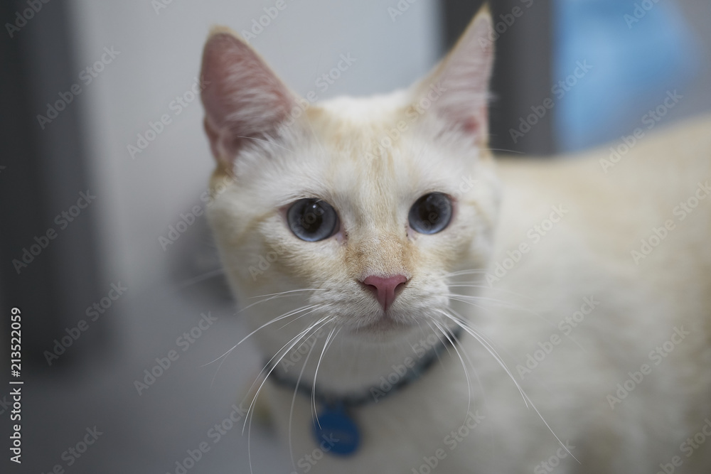 White cat with blue eyes White cat with blue eyes