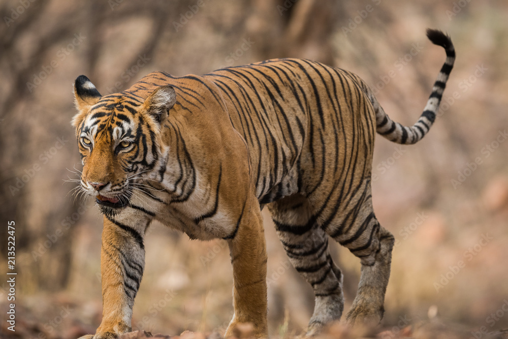 An experienced, dominating and beautiful Tigress from Ranthmbore National Park