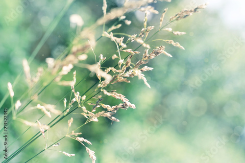 Dry grass in windy meadow, sunny green and blue faded tones, beautiful abstract nature background, close-up with bokeh and soft focus. 