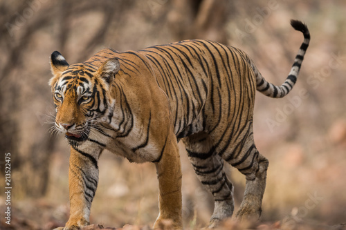 Bilde på lerret An experienced, dominating and beautiful Tigress from Ranthmbore National Park