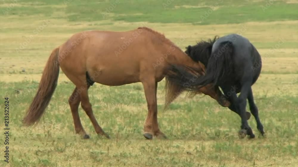 Mongolian horses in the wild playing running free Mongolian horses in the wild playing running free