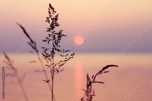 Little grass stem close-up with sunset over calm sea, sun going down over horizon. Pink & purple pastel watercolor soft tones. Beautiful nature background. 