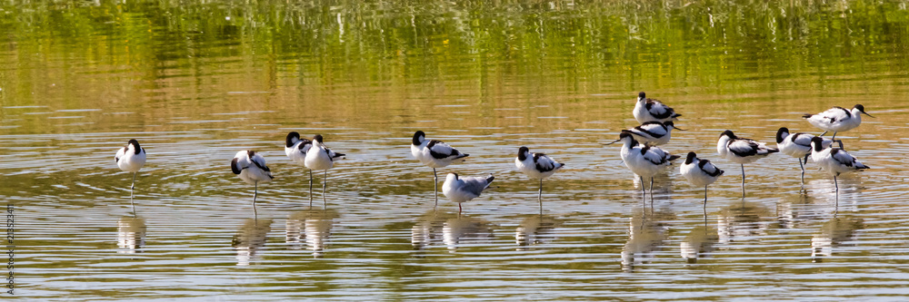 Ornithological Park of Marquenterre, in the Bay of Somme Ornithological Park of Marquenterre, in the Bay of Somme