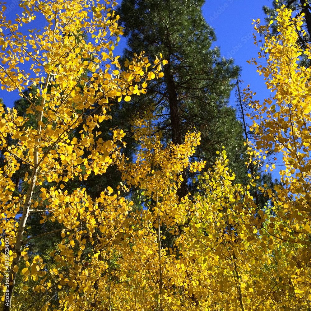 Fototapeta premium Bright colored leaves in their fall colors