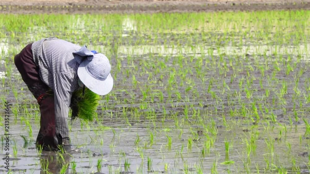 Thai farmer working plant rice in farm of Thailand Thai farmer working plant rice in farm of Thailand