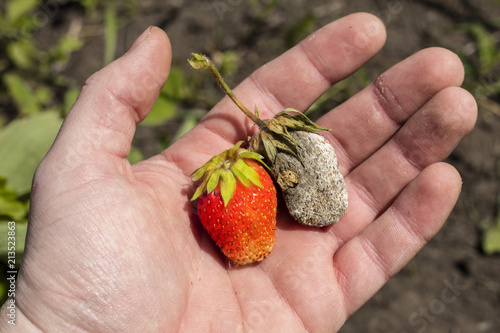 Ripe and rotten strawberries in the farmer hand