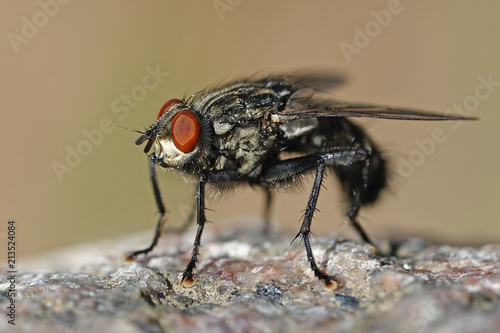 Flesh fly (Sarcophaga) © dennisjacobsen
