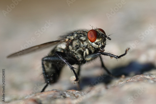 Flesh fly (Sarcophaga)