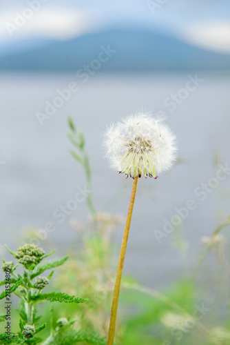 White dandelion on a background of lake