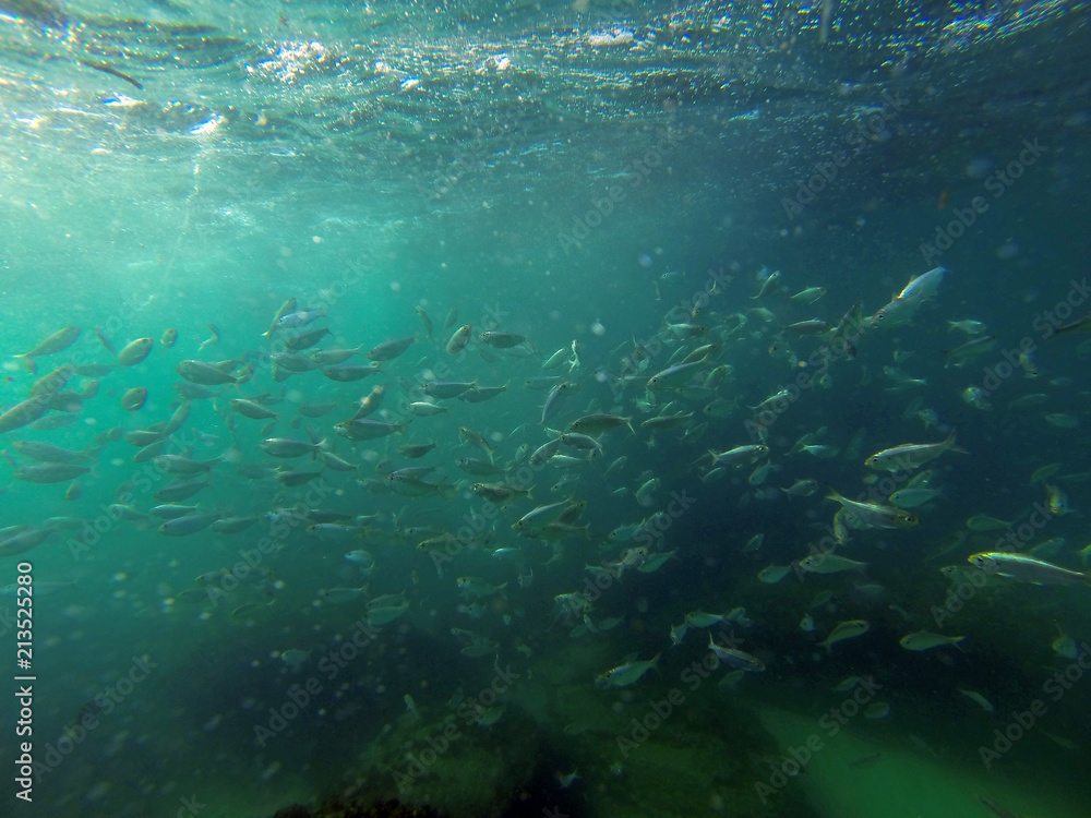 Fototapeta premium DCIM\100GOPRO