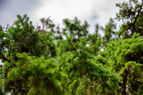 Tree against the sky