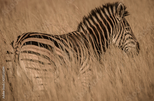 Zebra in the grass