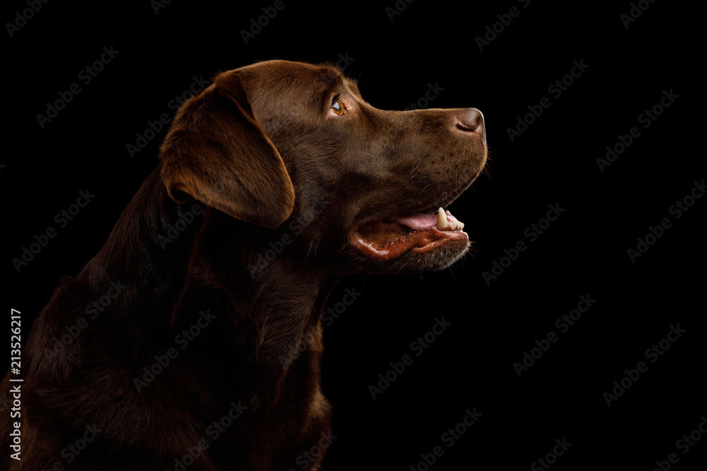 Portrait of Brown Labrador retriever dog looking up on isolated black background, profile view Portrait of Brown Labrador retriever dog looking up on isolated black background, profile view