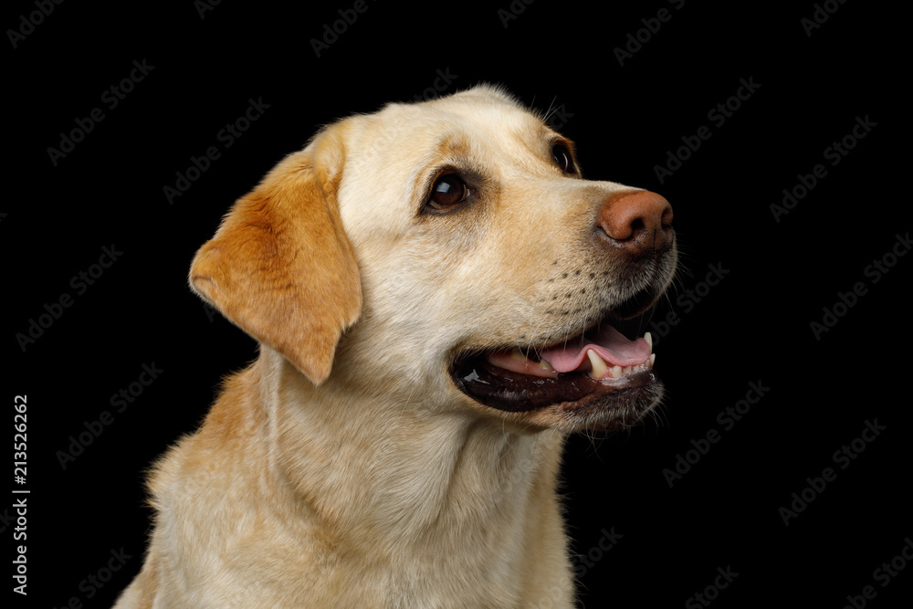 Cute Portrait of creame Labrador retriever dog Looking up on isolated black background, profile view