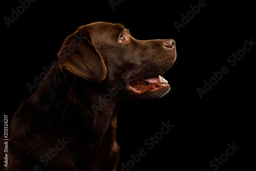 Fototapeta Naklejka Na Ścianę i Meble -  Portrait of Brown Labrador retriever dog looking up on isolated black background, profile view