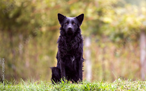 Proud black dog sitting in the nature, guarding and observing with his ears up.