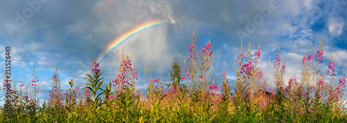  landscape panorama with flowering meadow and rainbow in sky