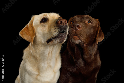 Fototapeta Naklejka Na Ścianę i Meble -  Portrait of Two Labrador retriever dogs sniffing on isolated black background, front view