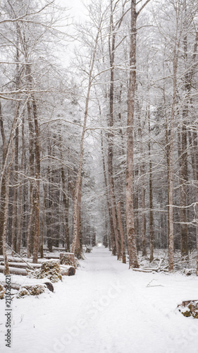 Winter walkway with tall trees