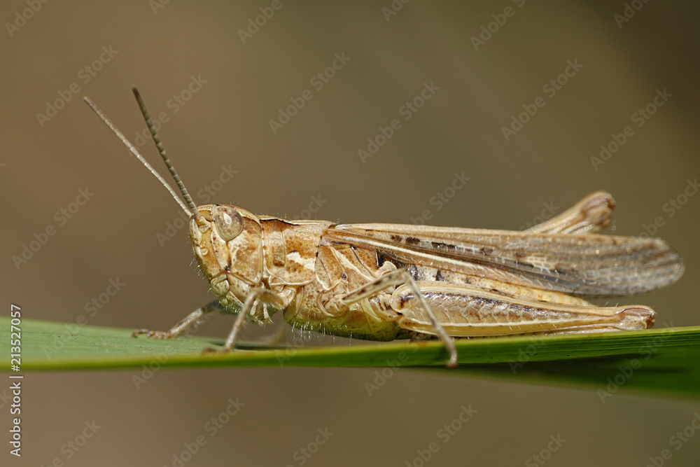 Grasshopper (Orthoptera) Grasshopper (Orthoptera)