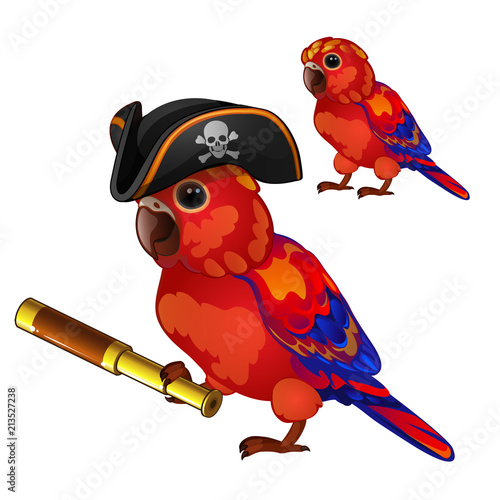 Red parrot in a cocked hat pirate with a telescope. Tropical tamed bird is isolated on a white background. Animated vector illustration.