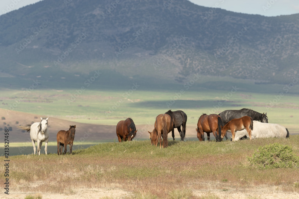 Obraz premium Wild Horses in the Utah Desert in Summer