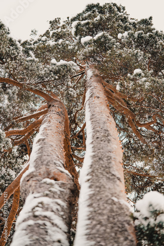 Trees upwards winter