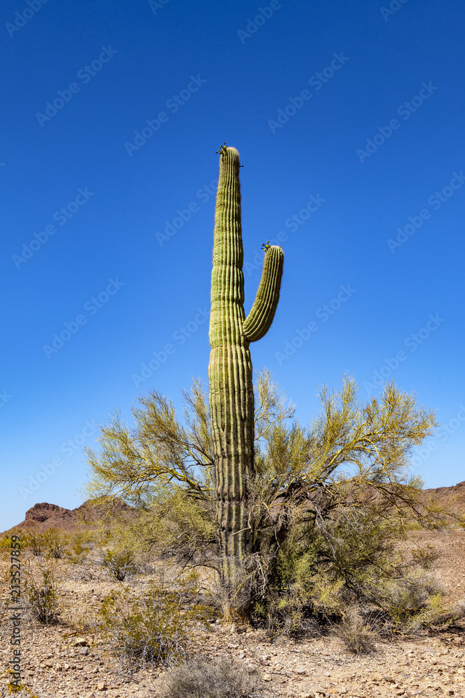 beautiful cacti in landscape